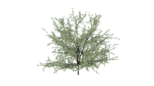 Prunus spinosa, Blackthorn preview image